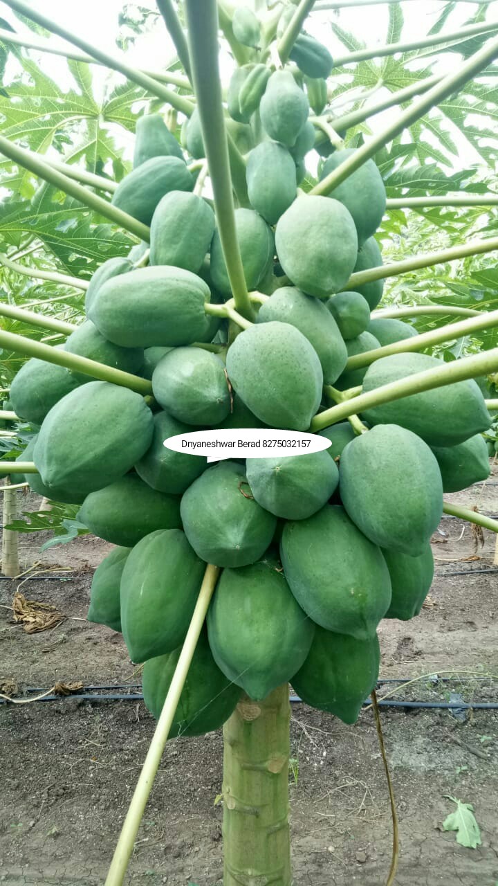 Green Planet Bio Products Nashik Mobile  shop Nashik